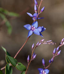 Veronica perfoliata