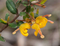 Grevillea chrysophaea