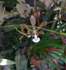 Encyclia aenicta