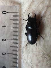 Dorcus rectus rectus