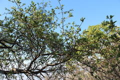 Forestiera phillyreoides