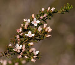 Cyanothamnus anemonifolius anemonifolius