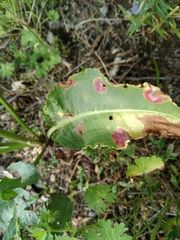 Puccinia phragmitis