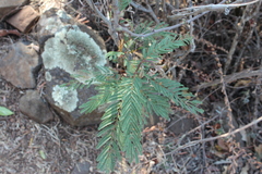 Lysiloma divaricatum