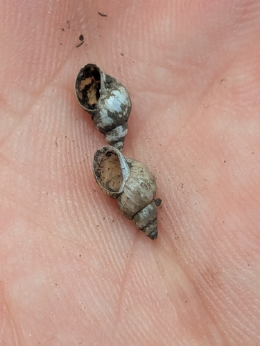 Galba truncatula observed 2026-10-11