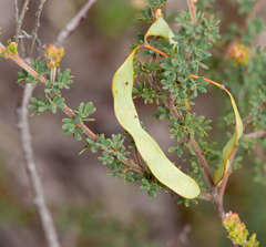 Acacia mitchellii