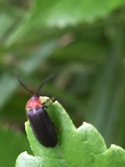 Cyphonocerus ruficollis