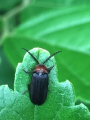 Cyphonocerus ruficollis