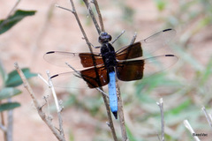 Thermorthemis madagascariensis