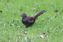 Dasyornis broadbenti