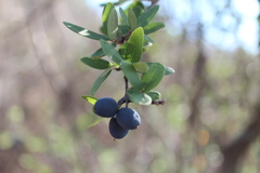 Forestiera phillyreoides