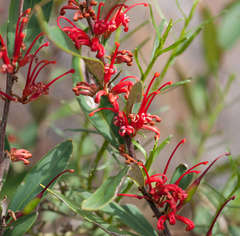 Grevillea dimorpha