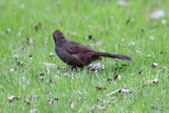 Dasyornis broadbenti