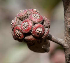 Eucalyptus serraensis