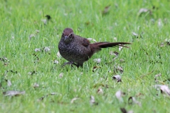 Dasyornis broadbenti