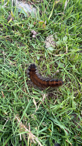 Fox Moth