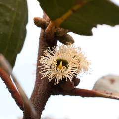 Eucalyptus serraensis