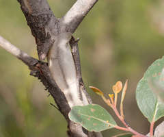 Eucalyptus serraensis