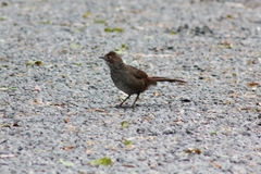 Dasyornis broadbenti