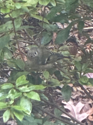 Ruby-crowned Kinglet