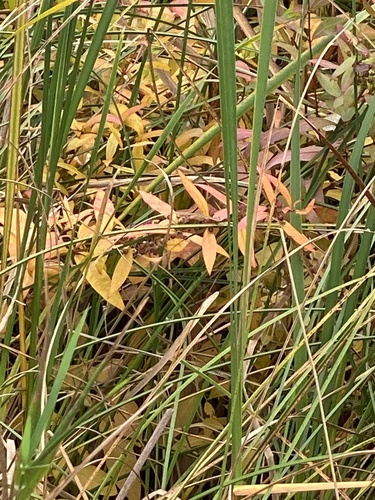 Decodon verticillatus observed 2026-10-11