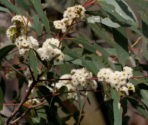 Image of Eucalyptus falciformis by (c) Chris Clarke, some rights reserved (CC BY)