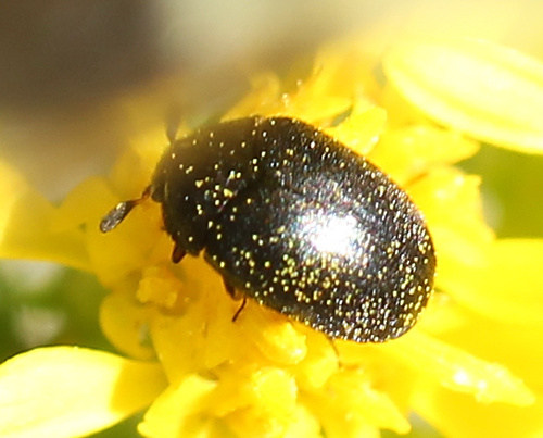 Cryptorhopalum triste