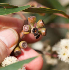 Eucalyptus falciformis