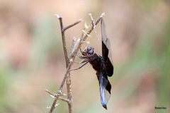 Thermorthemis madagascariensis