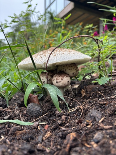Green-spored Parasol