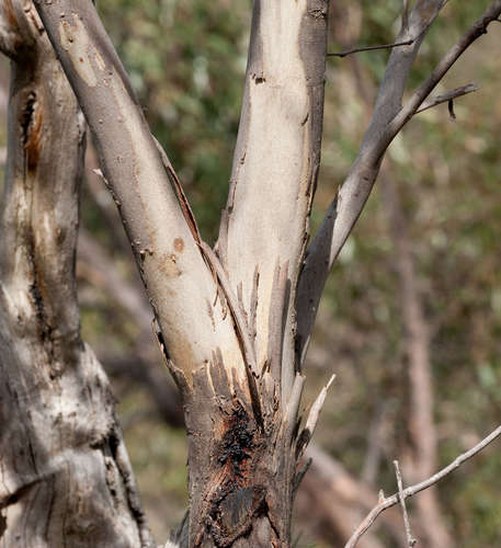 Image of Eucalyptus falciformis by (c) Chris Clarke, some rights reserved (CC BY)
