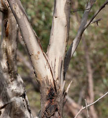 Eucalyptus falciformis