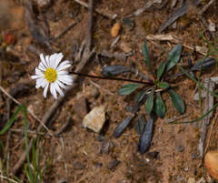 Brachyscome spathulata spathulata