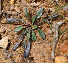 Brachyscome spathulata spathulata