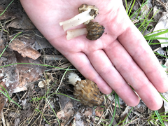 Morchella punctipes