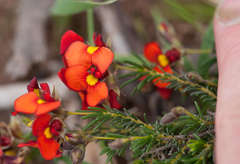 Dillwynia hispida