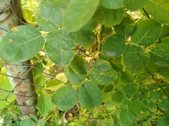 Phragmidium tuberculatum