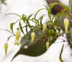 Billardiera mutabilis