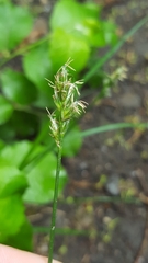 Carex spicata