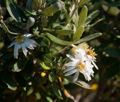 Olearia glutinosa