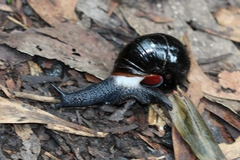 Victaphanta compacta