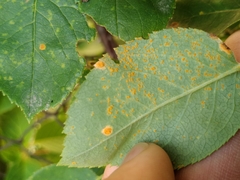 Phragmidium tuberculatum
