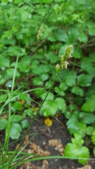 Carex spicata