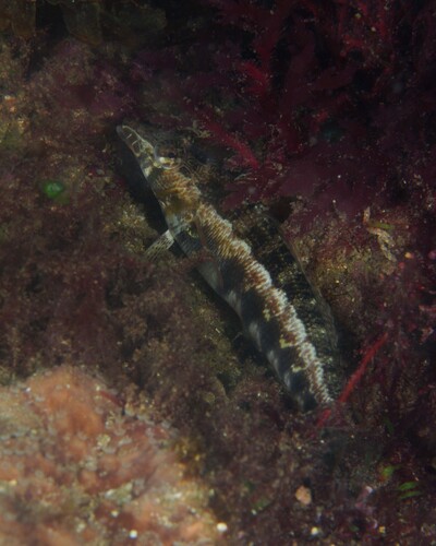 Parapercis australis observed 2026-10-11