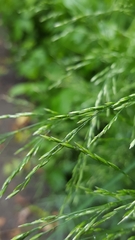 Poa nemoralis