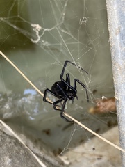 Latrodectus cinctus
