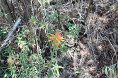 Castilleja tenuiflora