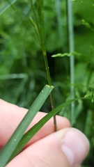 Poa nemoralis