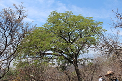 Lysiloma divaricatum