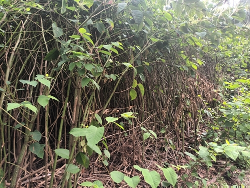 Japanese knotweed
